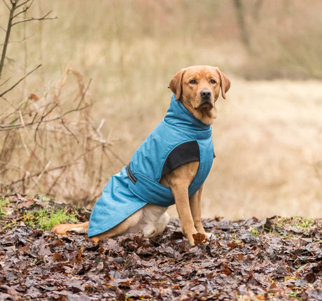 Hund mit blauem Mantel sitzt auf einem Laubboden im Freien.