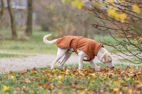 Hund mit braunem Mantel schnüffelt auf einer Wiese neben einem Strauch.