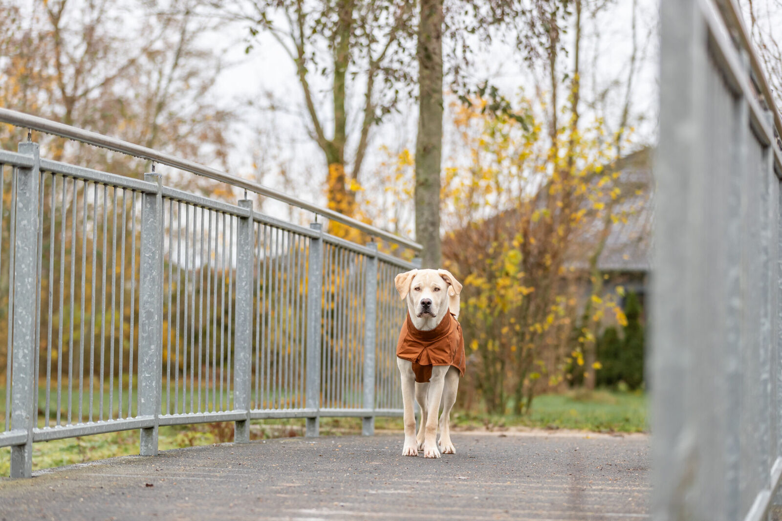 Hund in brauner Jacke steht auf einer Brücke aus Metall vor herbstlicher Kulisse.
