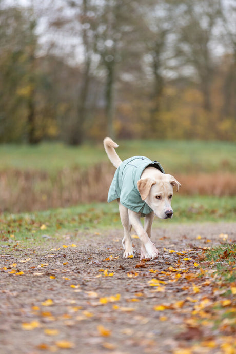 Ein Hund mit grünem Mantel läuft auf einem Waldweg durch buntes Herbstlaub.
