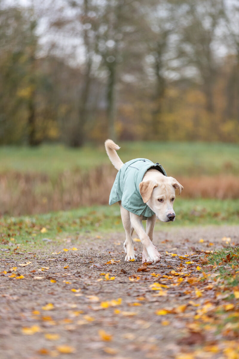 Ein Hund mit grünem Mantel läuft auf einem Waldweg durch buntes Herbstlaub.