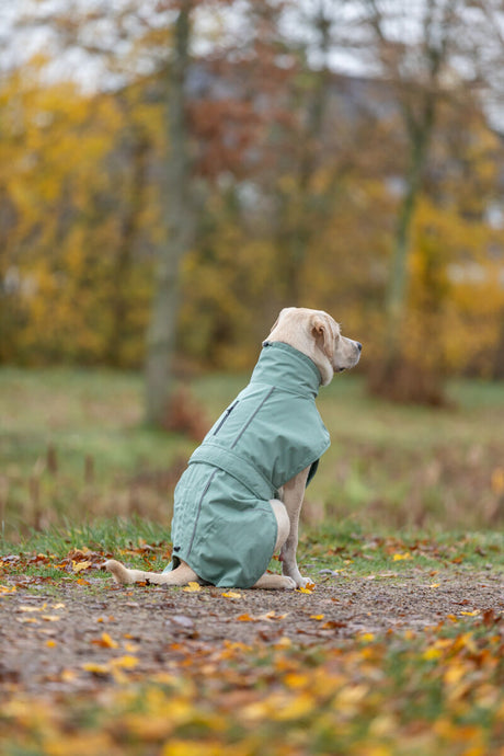 Ein Hund mit grünem Mantel sitzt auf einem herbstlichen Weg, umgeben von Bäumen.