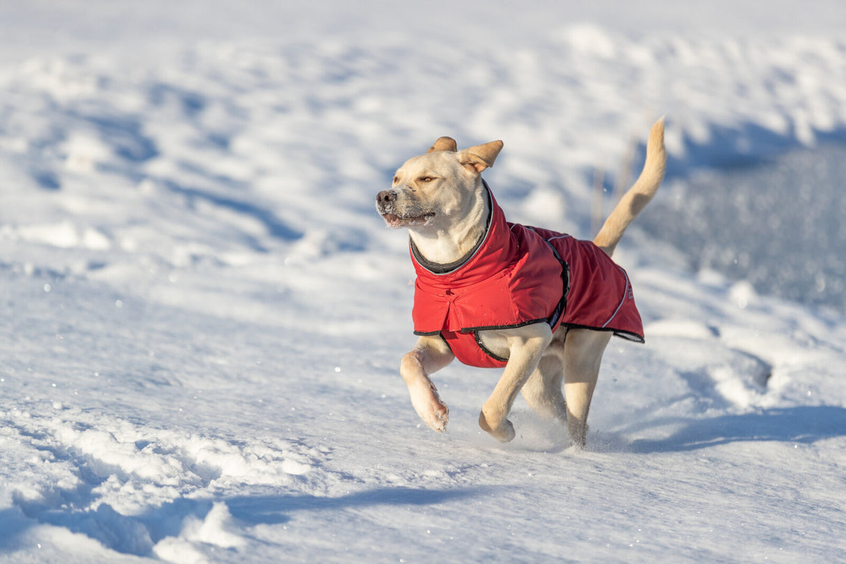 Hund in rotem Mantel läuft durch Schnee im Sonnenlicht.