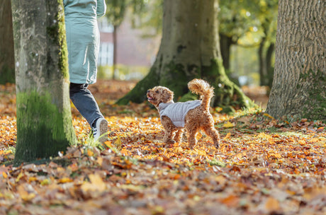 Hund mit grauer Jacke läuft im Herbstlaub neben Person im Park.