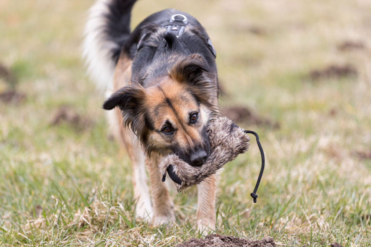 Hund mit schwarzer und brauner Fellfärbung spielt mit einem Spielzeug auf einer Wiese.
