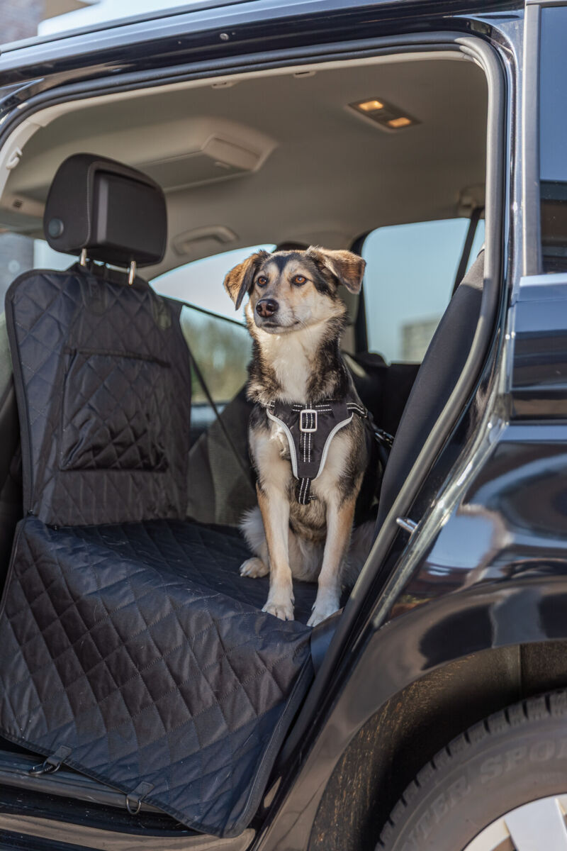 Hund sitzt mit einem Geschirr auf der Rückbank eines Autos mit offener Tür.