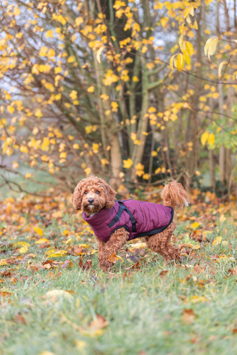 Kleiner Hund mit braunem Fell trägt einen lila Mantel auf einer herbstlichen Wiese.