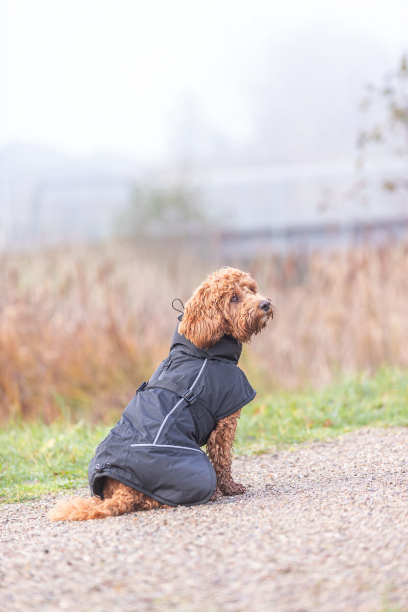 Hund in schwarzer Jacke sitzt auf einem Kiesweg mit unscharfer Wiesenlandschaft im Hintergrund.