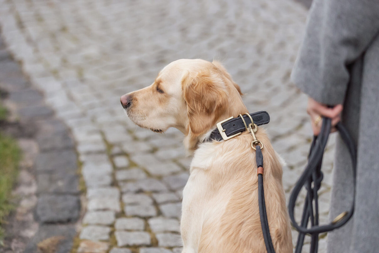 Ein Hund mit braunem Fell trägt eine Leine und sitzt auf einem gepflasterten Weg.