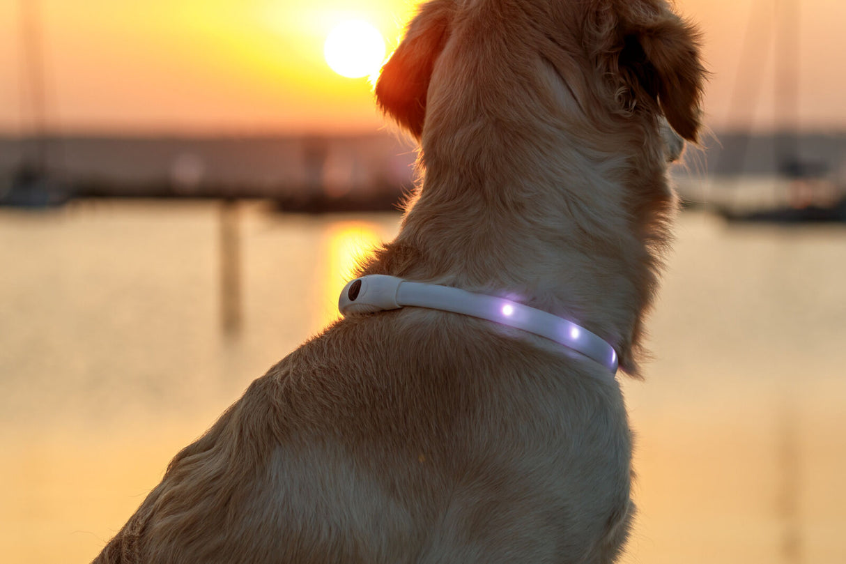 Hund trägt leuchtendes Halsband vor Sonnenuntergang am Wasser.