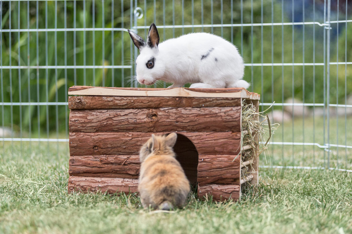 Weißes Kaninchen auf Holzhaus, ein weiteres Kaninchen sitzt davor im Gras.
