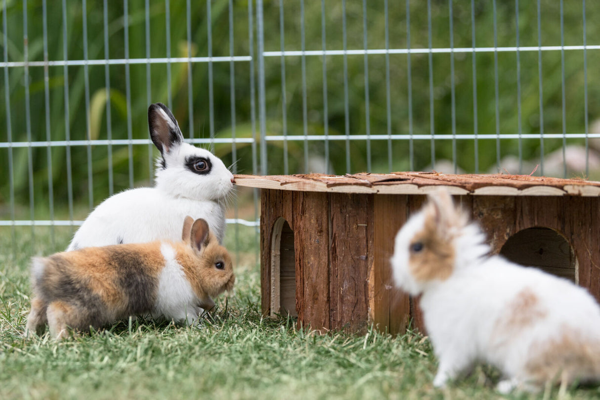 Drei Kaninchen sitzen auf einer Wiese neben einer Holzstruktur in einem umzäunten Bereich.