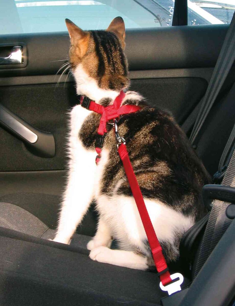 Eine Katze sitzt in einem Auto und trägt ein rotes Geschirr, das am Sicherheitsgurt befestigt ist.