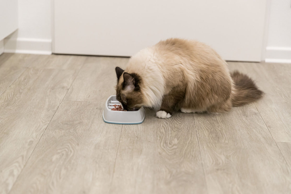 Eine flauschige Katze frisst aus einem weißen Napf auf einem hellen Holzfußboden.