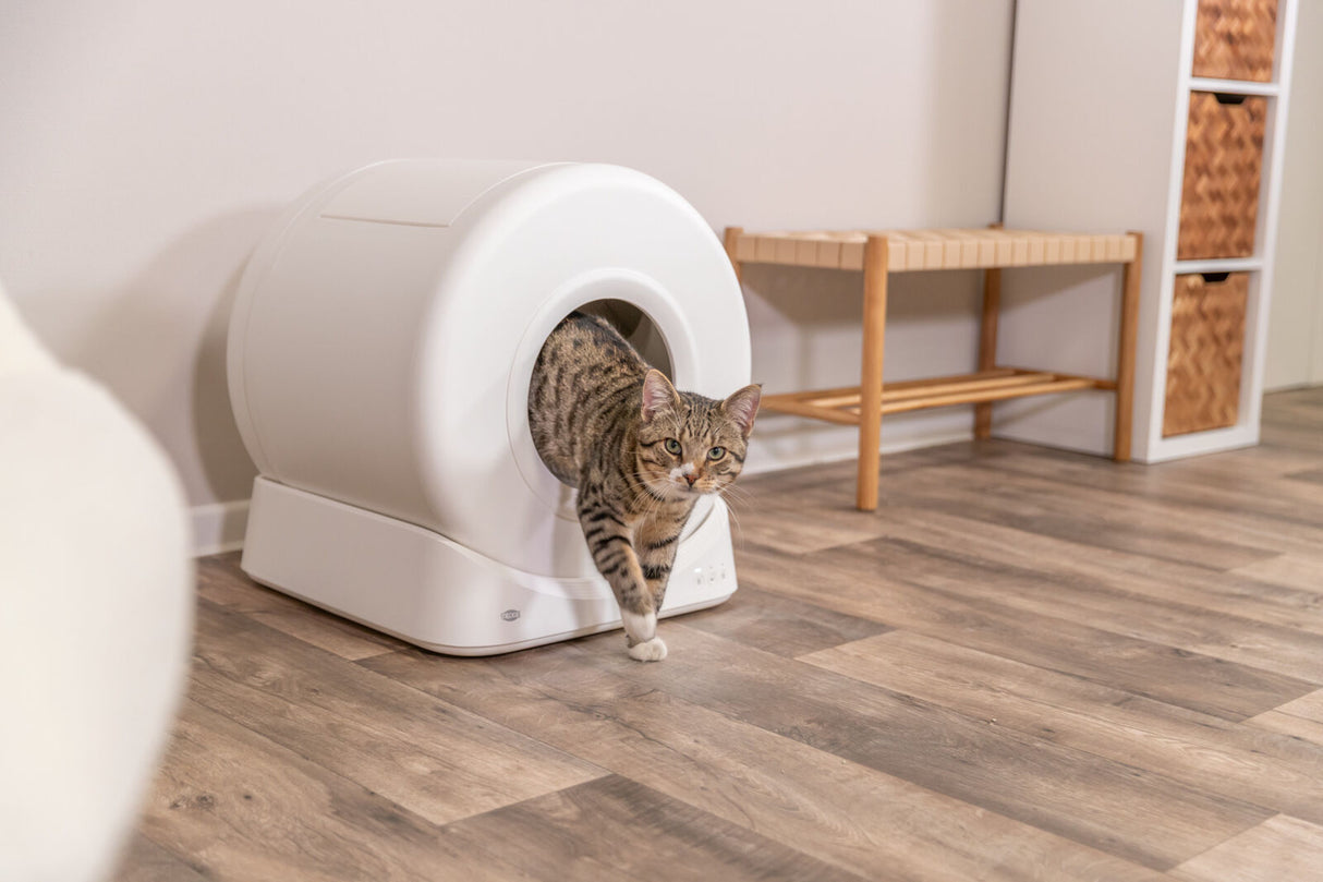 Eine gestreifte Katze verlässt eine geschlossene, weiße Katzentoilette auf einem Holzboden im Raum.