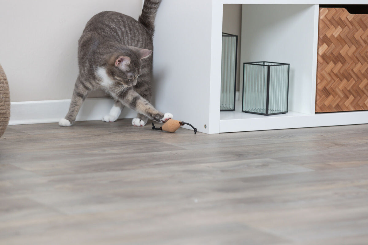 Graue Katze spielt mit einem kleinen Spielzeug auf einem Holzfußboden neben einem weißen Regal mit Dekogegenständen.