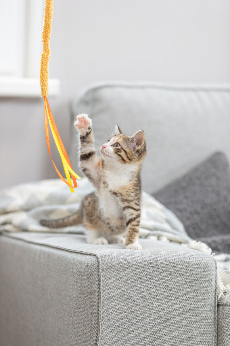 Eine Katze auf einem grauen Sofa spielt mit einem Spielzeug, das an einem gelben Band mit orangenen Bändern hängt.
