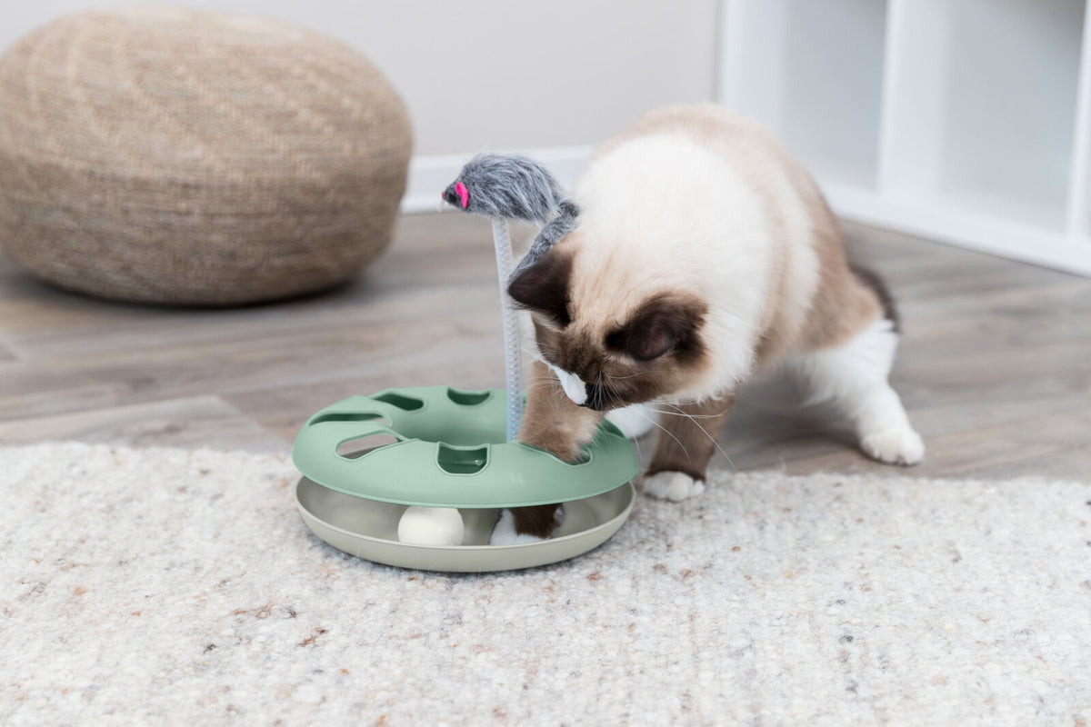 Katze spielt mit einem grünen, kreisförmigen Spielzeug auf einem hellen Teppichboden, im Hintergrund ein geflochtener Pouf.