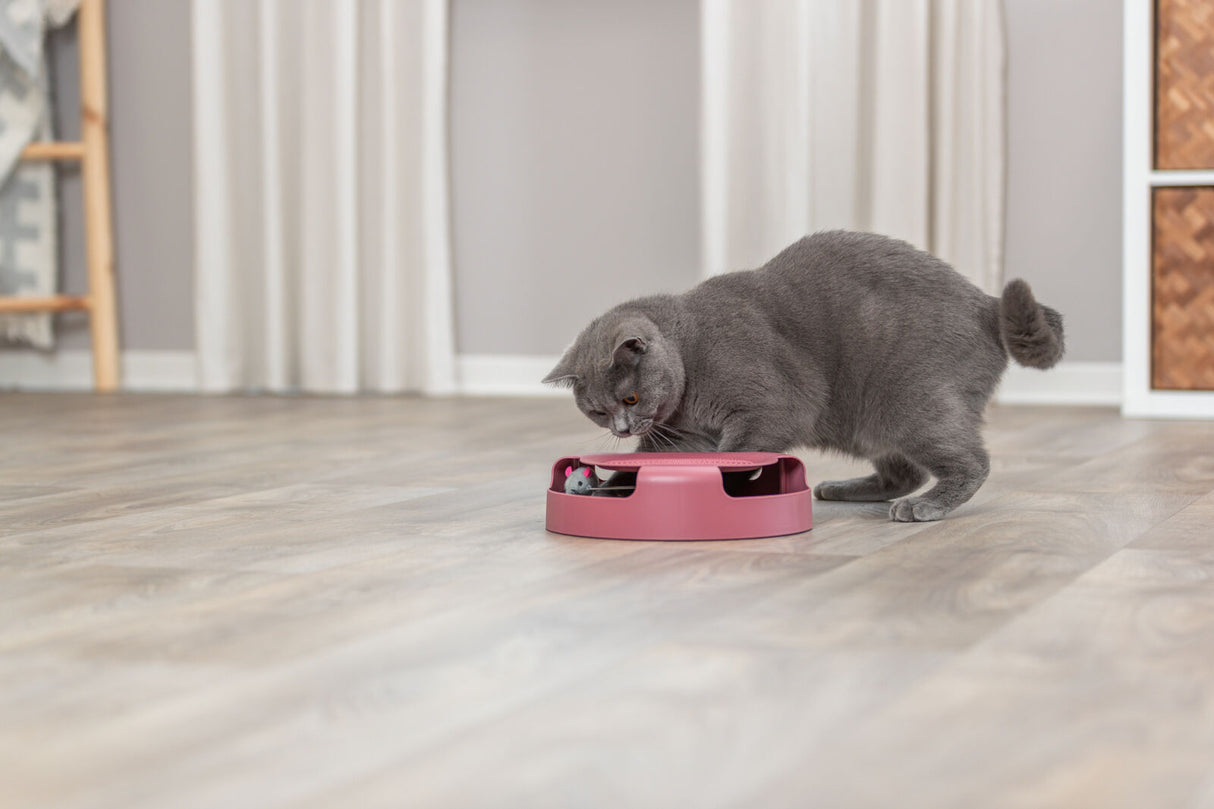 Graue Katze untersucht ein rosa Spielzeug auf dem Holzboden in einem Raum mit hellen Vorhängen.