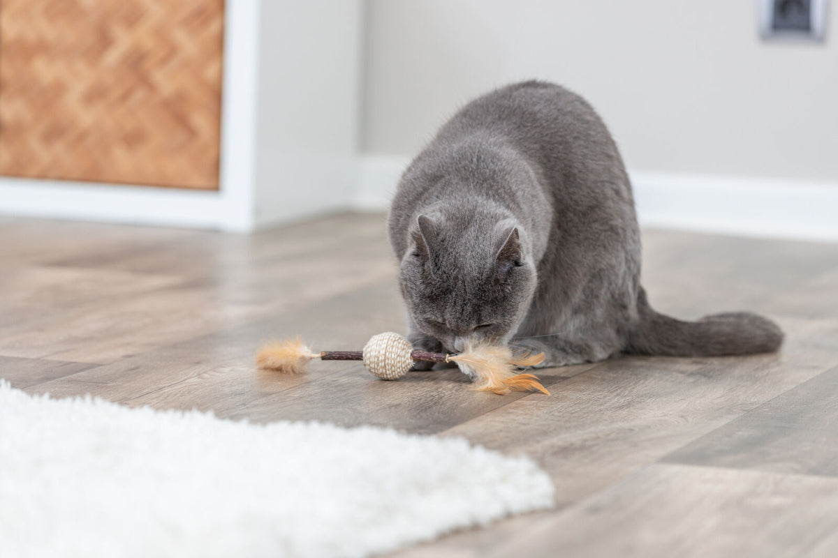 Graue Katze beschäftigt sich mit einem Spielzeug aus Ball und Federn auf einem Holzboden neben einem weißen Teppich.