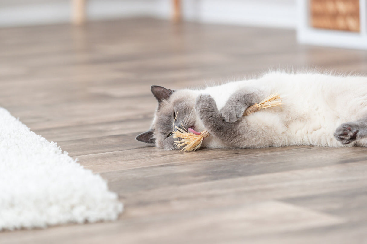 Eine grau-weiße Katze liegt auf einem Holzboden und spielt mit einem strohartigen Spielzeug.