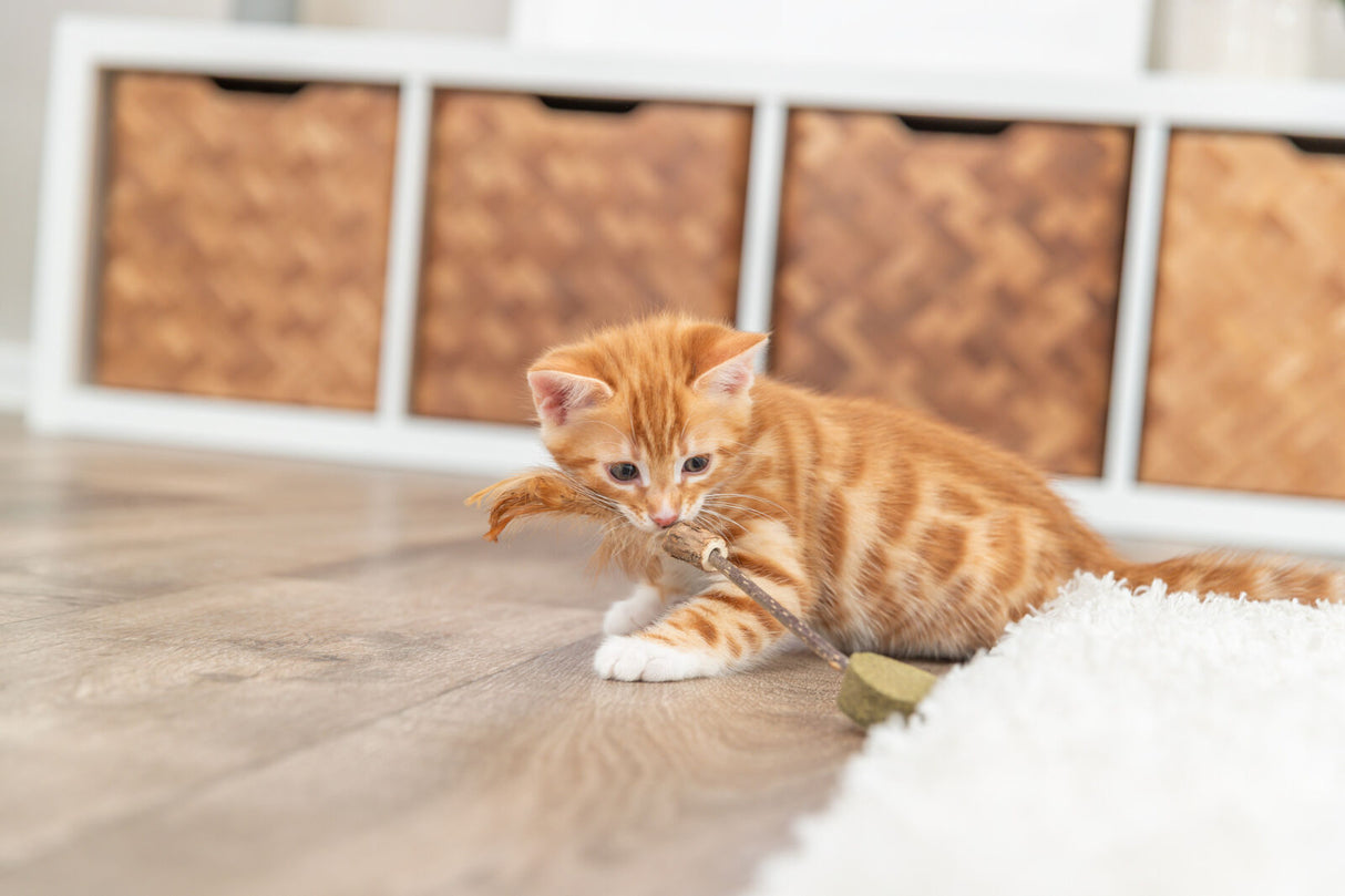 Matatabi Lolli, Herz