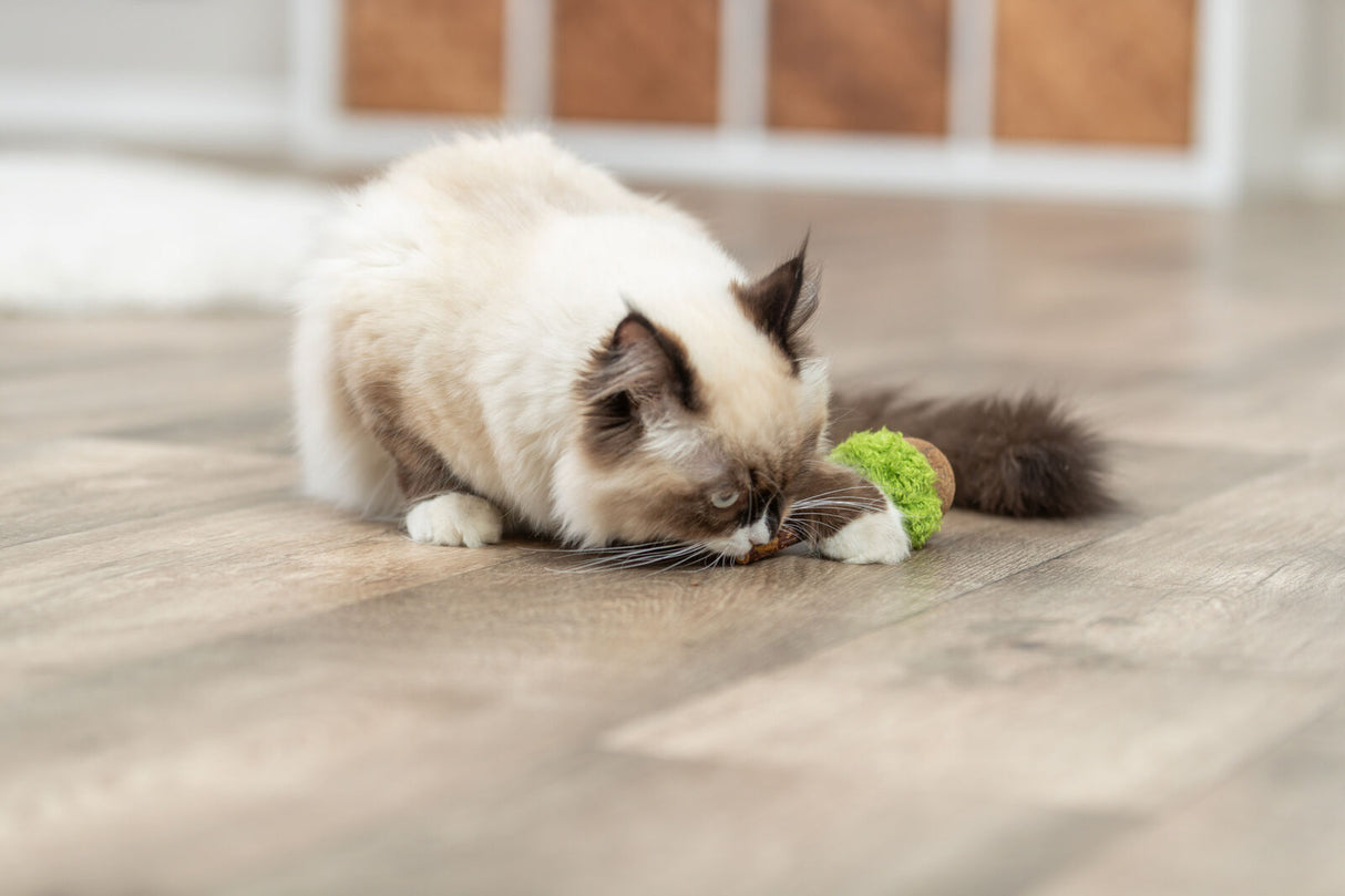 Langhaarige Katze mit Spielzeug auf Holzfußboden, das Spielzeug ist grün und braun.
