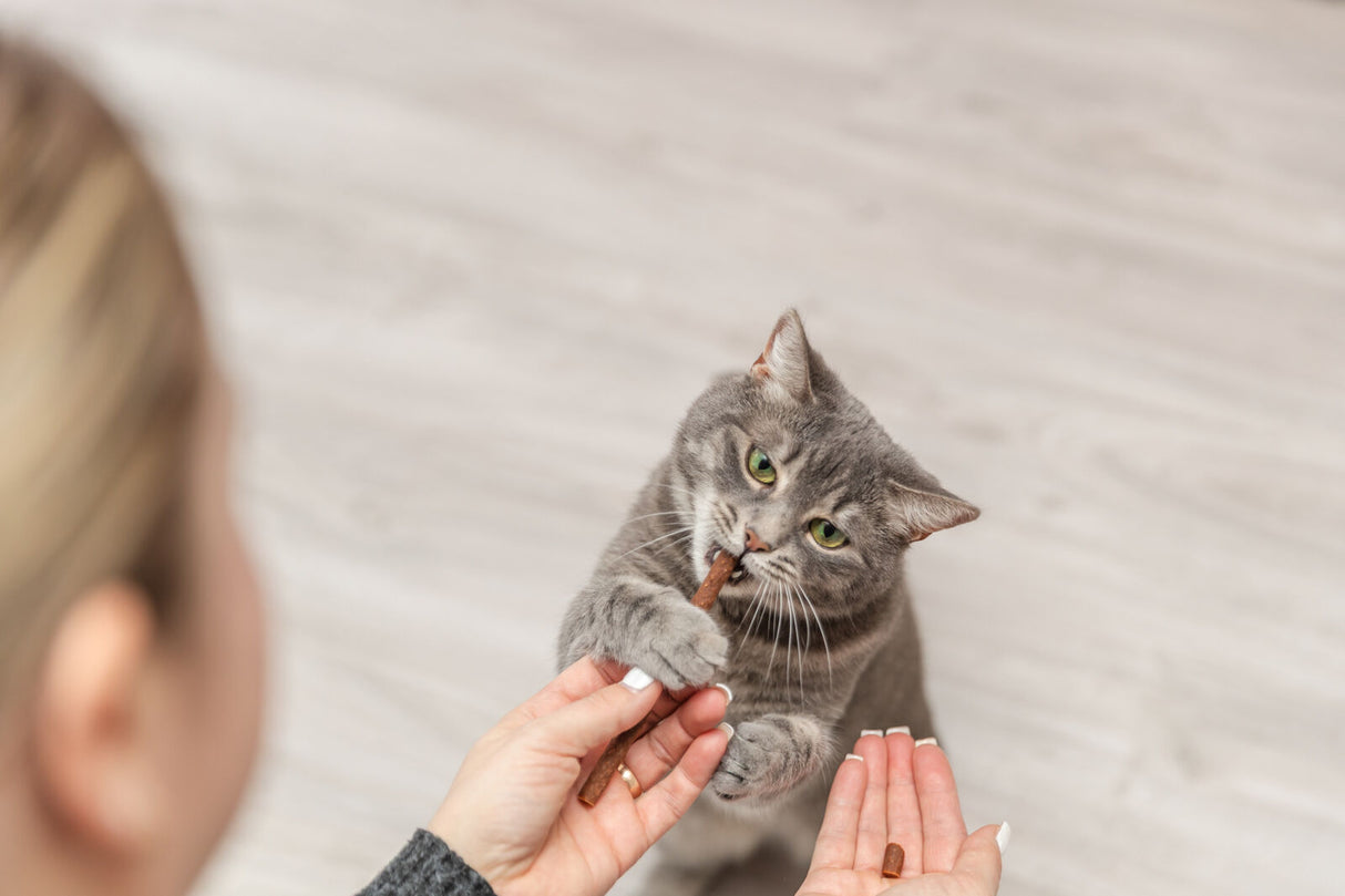 Graue Katze hält einen Snack in den Pfoten und beißt hinein, während sie auf einem Boden steht.
