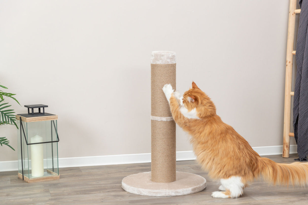Eine orange-weiße Katze kratzt an einem beigen Kratzbaum auf einem Holzfußboden neben einer Laterne.