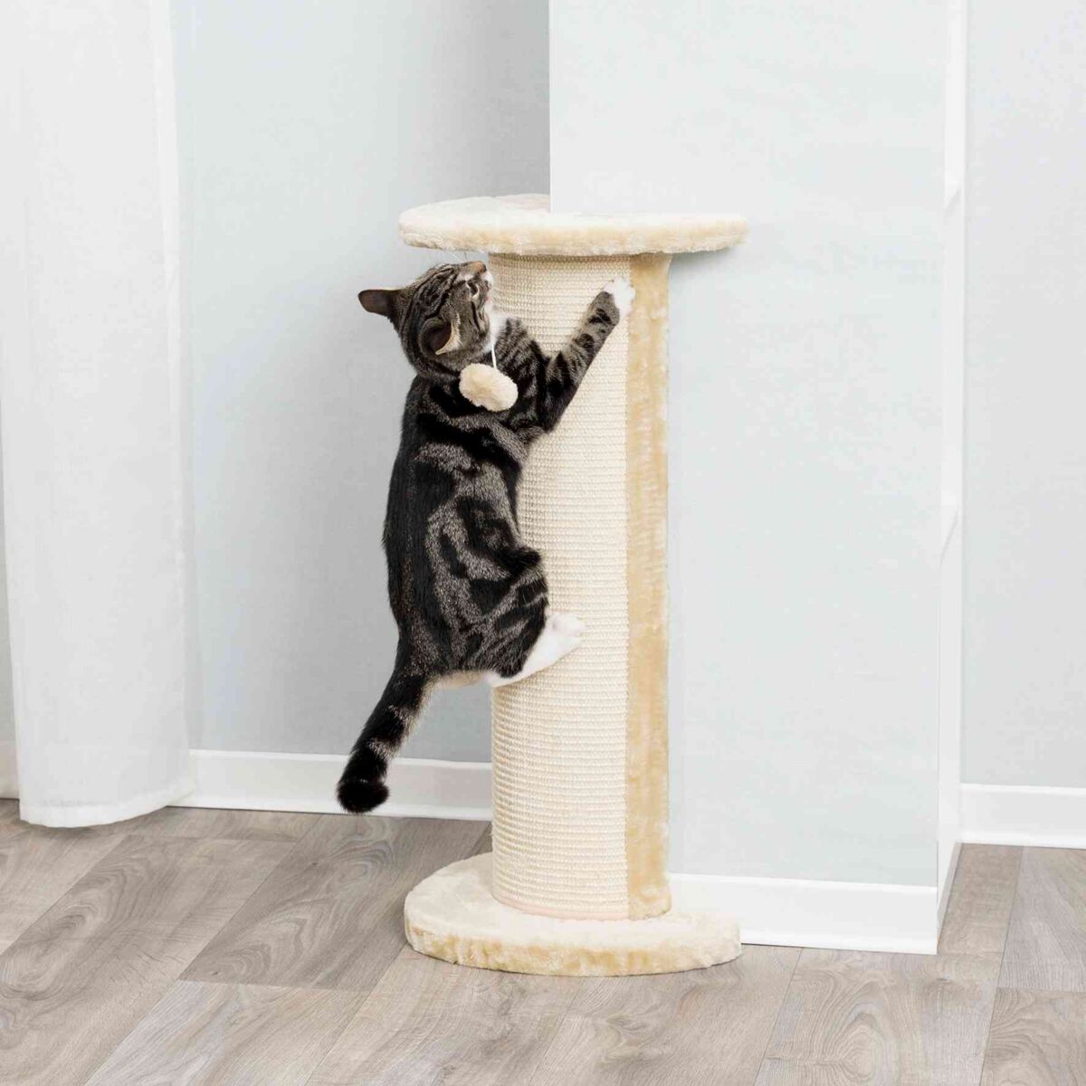 Katze klettert an beigem Kratzbaum mit runder Basis, grau-weißes Fell, auf hellen Holzboden im Innenraum.