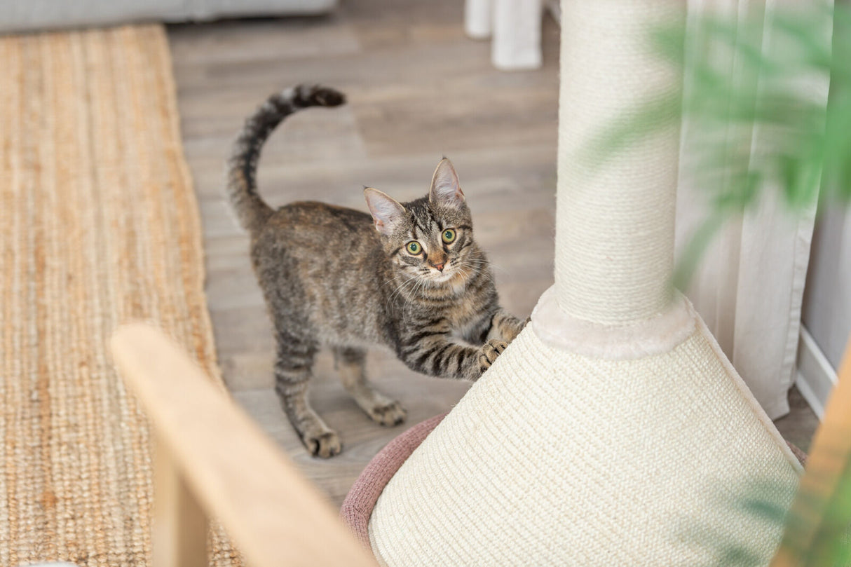 Eine graue Katze kratzt an einem Sisal-Kratzbaum auf einem Holzboden in einem Wohnzimmer.
