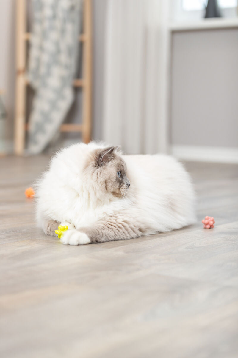 Eine flauschige Katze liegt auf hellem Holzboden neben bunten Spielzeugen und schaut zur Seite.