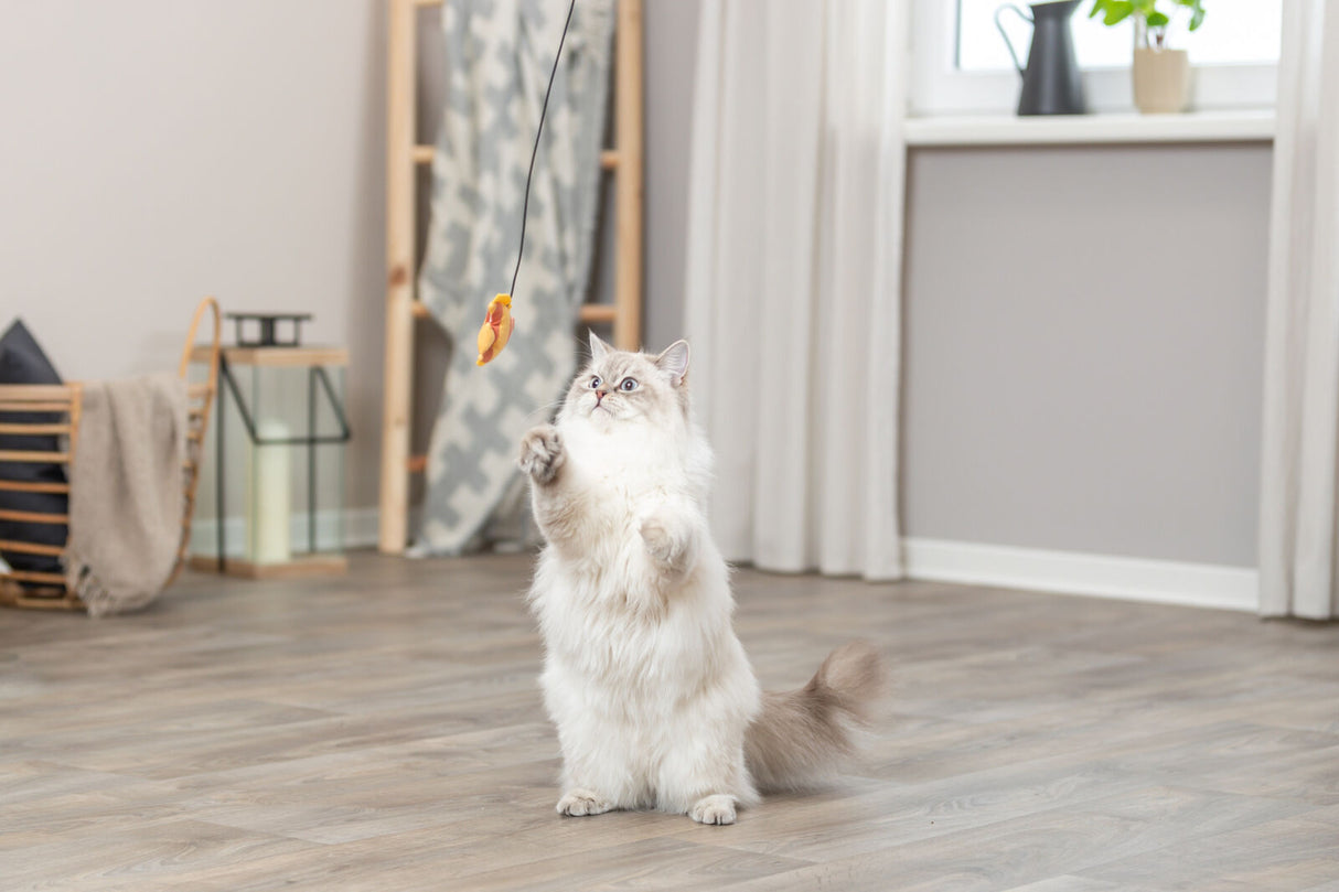 Eine flauschige Katze steht aufrecht auf einem Holzboden und greift nach einem Spielzeug an einer Schnur in einem hellen Raum.