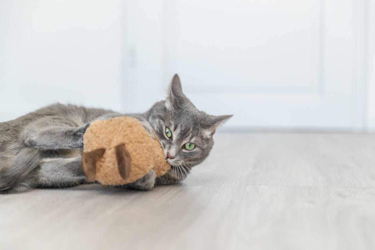 Graue Katze spielt mit einem braunen Plüschspielzeug auf einem hellen Holzboden.