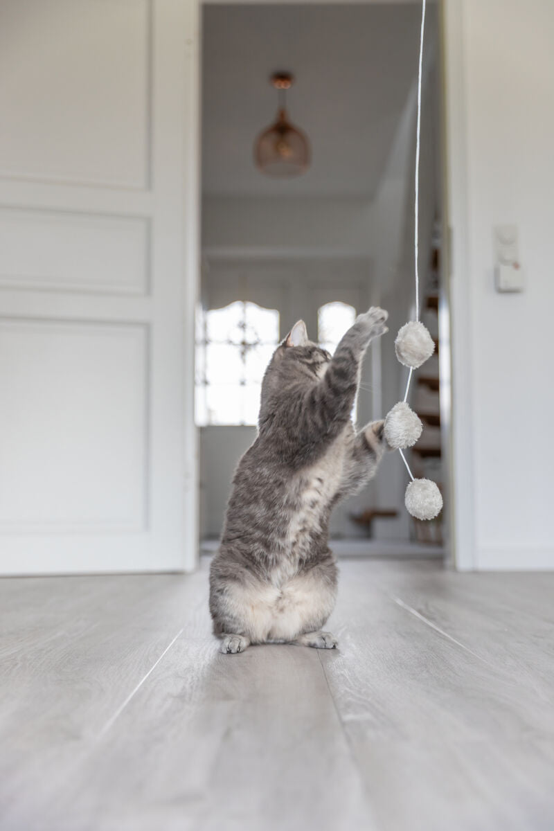 Eine graue Katze spielt aufrecht stehend mit einer Schnur, an der drei flauschige weiße Bälle hängen.