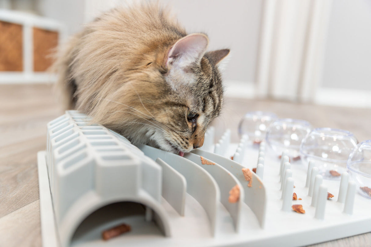 Langhaarige Katze leckt Futter von einem grauen interaktiven Spielzeug mit Vertiefungen und Kunststoffkugeln.