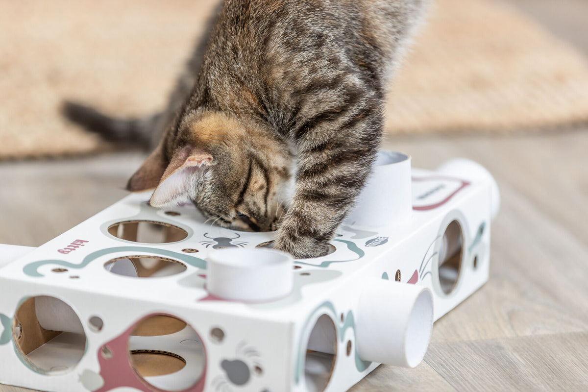 Eine getigerte Katze untersucht ein weißes Spielzeug mit Öffnungen und gedruckten Motiven auf einem Holzboden.
