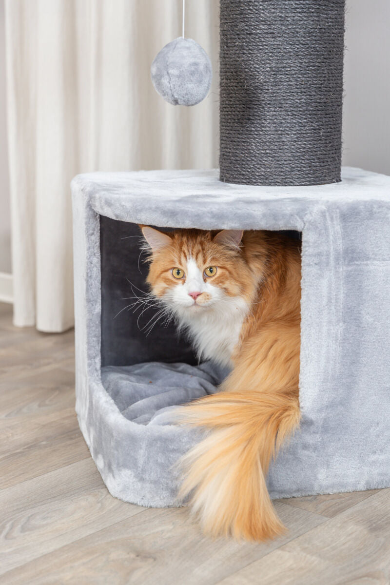 Eine orange-weiße Katze sitzt in einer grauen Plüsch-Katzenhöhle mit einem schwarzen Kratzstamm und einem hängenden Spielzeug.