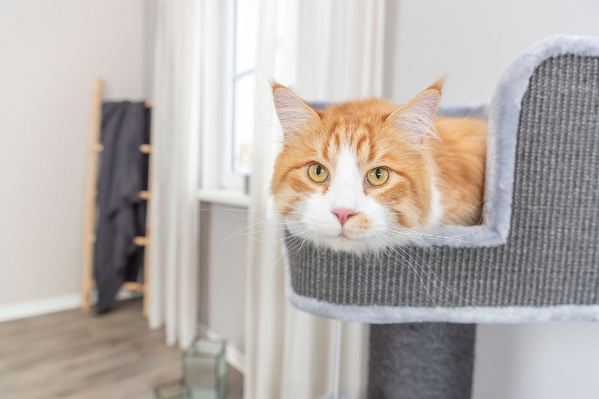 Eine rot-weiße Katze liegt auf einem grauen Kratzbaum in einem Zimmer mit Holzfußboden und einem Fenster.