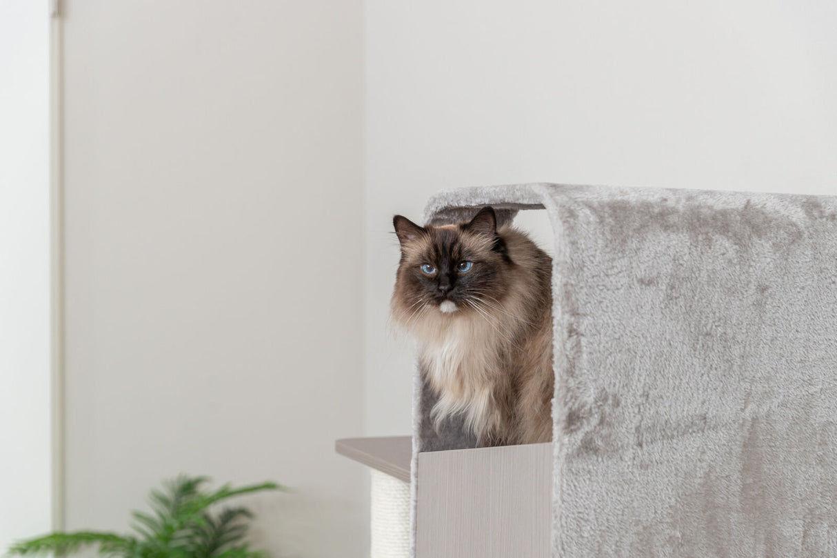 Langhaarige Katze mit blauen Augen sitzt in einem Katzensofa mit grauem Plüschüberzug.