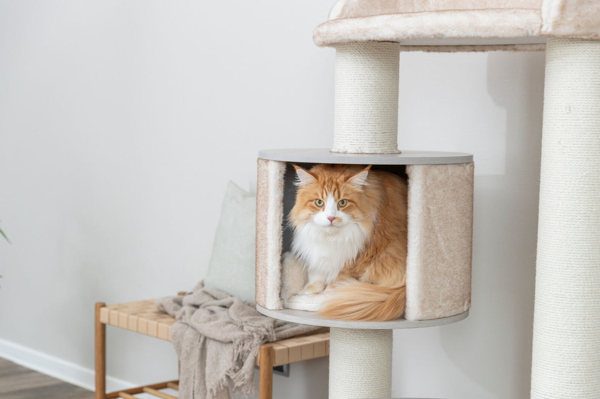 Eine rot-weiße Katze sitzt in einem beigefarbenen Kratzbaum auf hellem Holzboden.