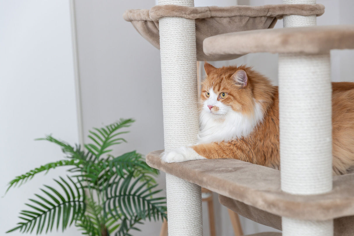 Eine orange-weiße Katze liegt auf einem beige Kratzbaum neben einer grünen Pflanze.