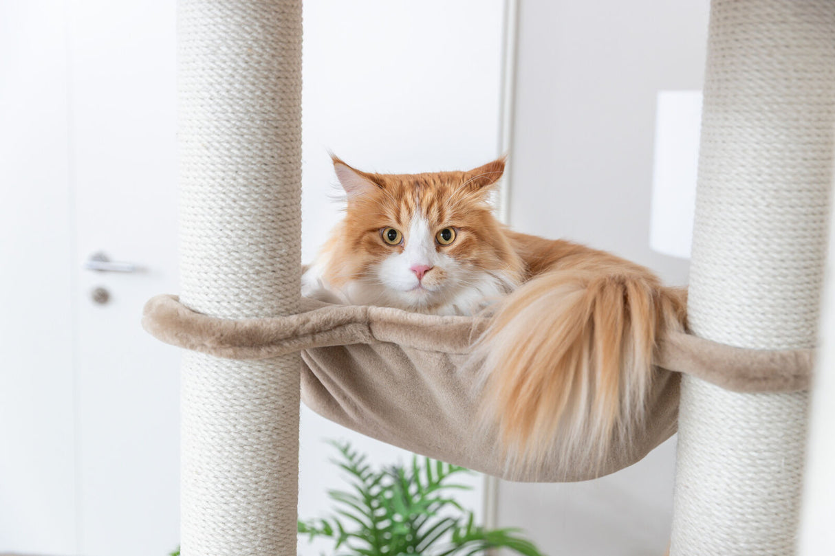 Eine rot-weiße Katze liegt in einer Hängematte an einem Kratzbaum.