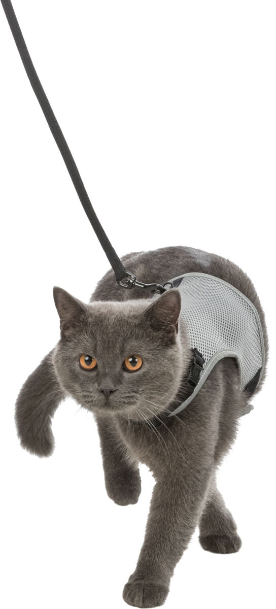 Eine graue Katze trägt ein helles Geschirr mit Leine, während sie auf einem weißen Hintergrund läuft.