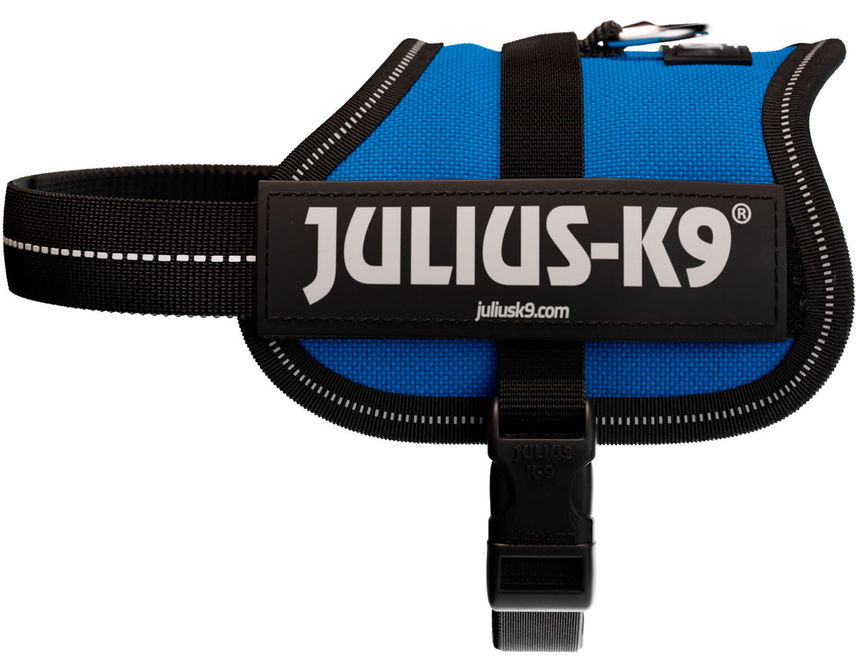 Blaues Hundegeschirr mit schwarzem Rand und Aufschrift "Julius-K9" vorne, schwarze Schnalle unten.