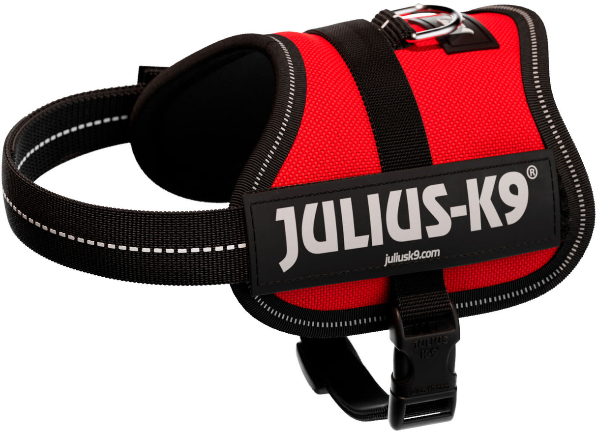 Rotes Hundegeschirr mit schwarzem Rand und schwarzer Schnalle, Aufschrift "JULIUS-K9" sichtbar.