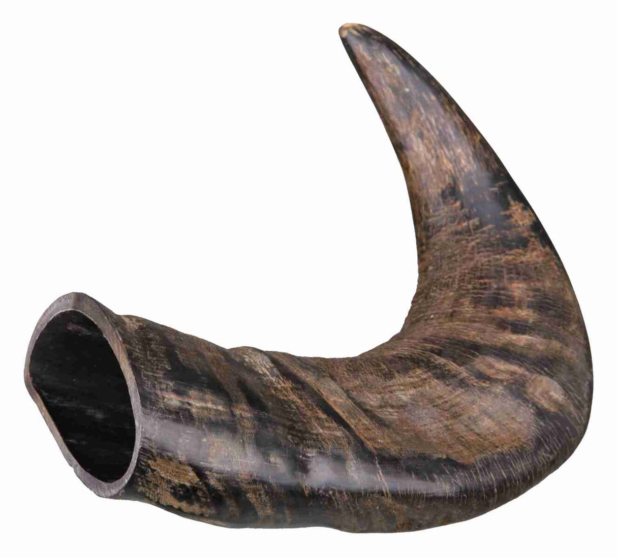 Braunes Horn mit glatter, gebogener Struktur und offenem Ende, helle und dunkle Maserungen sichtbar.