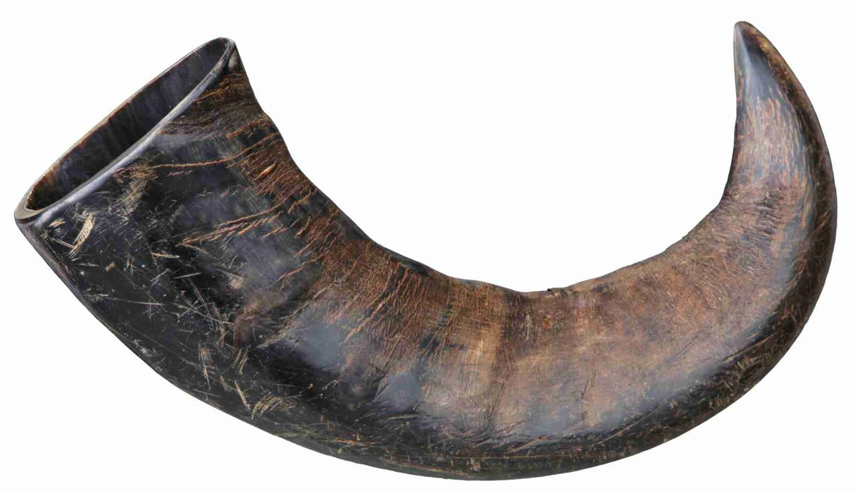 Gebogenes dunkelbraunes Horn mit glatter Oberfläche und sichtbaren Kratzspuren auf weißem Hintergrund.