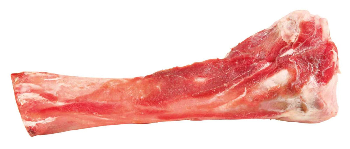 Roter roher Knochen mit Fleischresten, isoliert auf weißem Hintergrund.