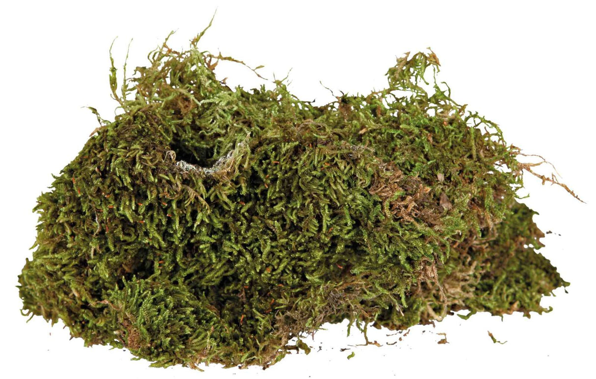 Ein Haufen grüner, dichter Moos mit vereinzelter brauner Verfärbung vor weißem Hintergrund.